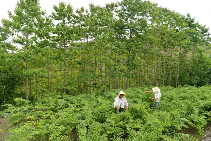 这里的草药达2800余种 摄影：刘建平