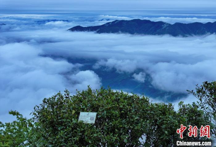 从山野茶到“共富芽” 浙江荒野茶的点“叶”成金路